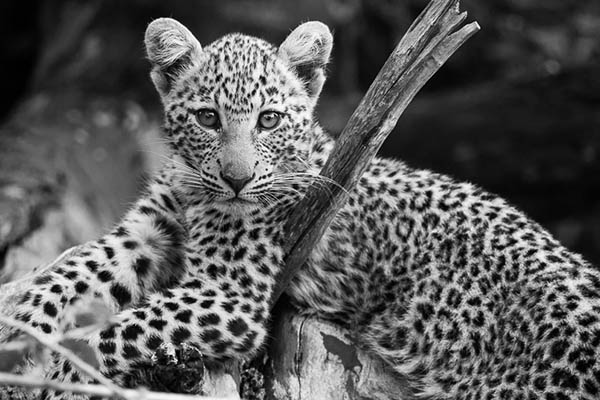 Leopard Cub